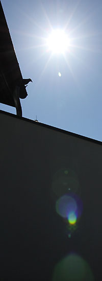 Das neue Canon EF-S 10-18mm 1:4,5-5,6 IS STM im Gegenlicht und Abbildung des Sonnensterns